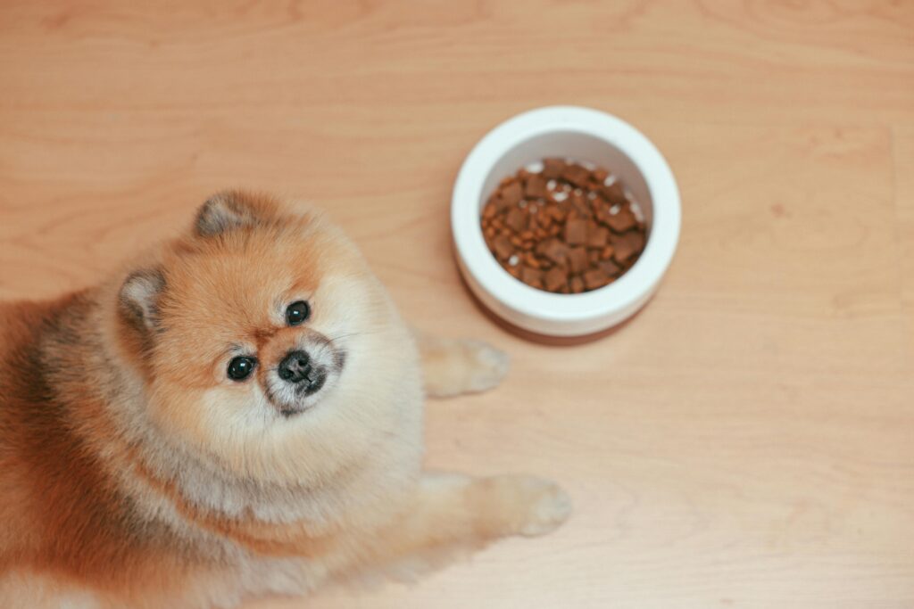 How to Switch Dog Food