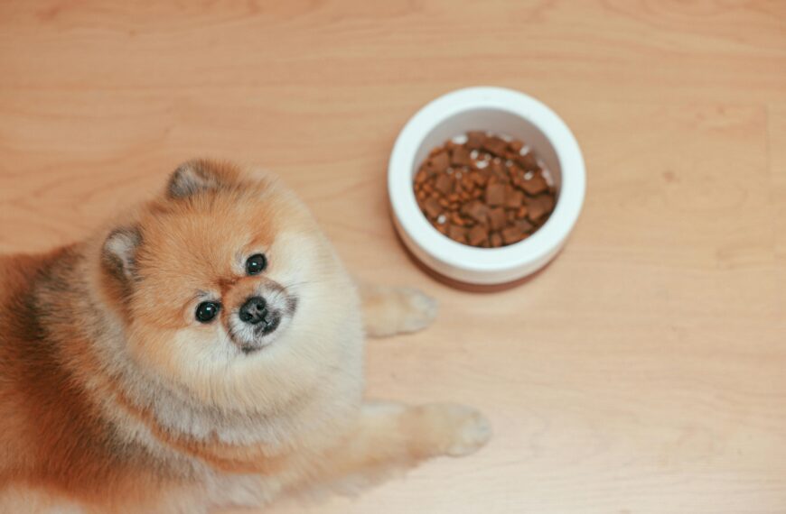 How to Switch Dog Food